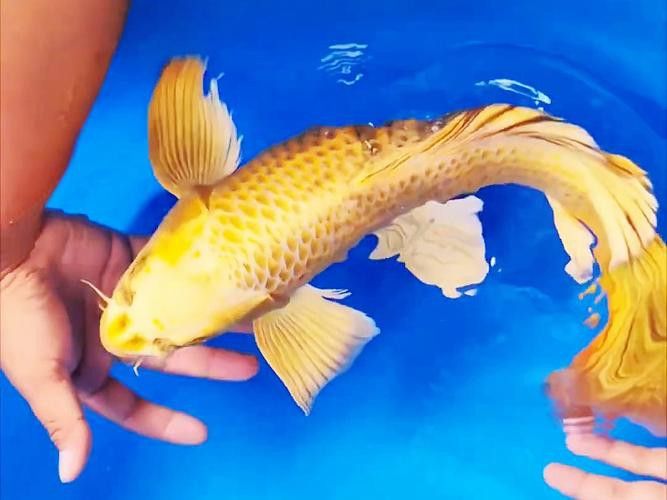金龍魚可以和蝴蝶鯉混養嗎圖片