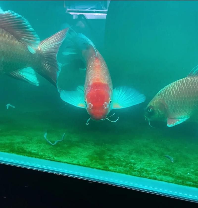 金龍魚可以和蝴蝶鯉混養嗎圖片
