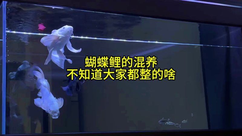 金龍魚可以和蝴蝶鯉混養嗎圖片