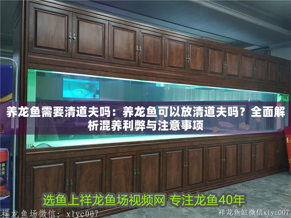 養龍魚需要清道夫嗎：養龍魚可以放清道夫嗎？全面解析混養利弊與注意事項
