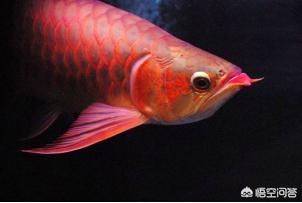養(yǎng)龍魚需要一定的專業(yè)知識和專業(yè)知識和技能和技能：養(yǎng)龍魚可以帶來什么？