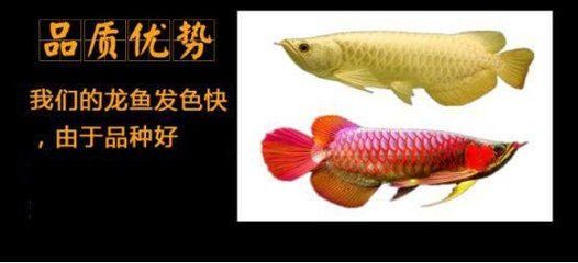 龍魚進口流程圖片