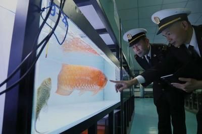 龍魚進口流程圖片