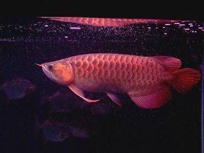 龍魚進口流程圖片