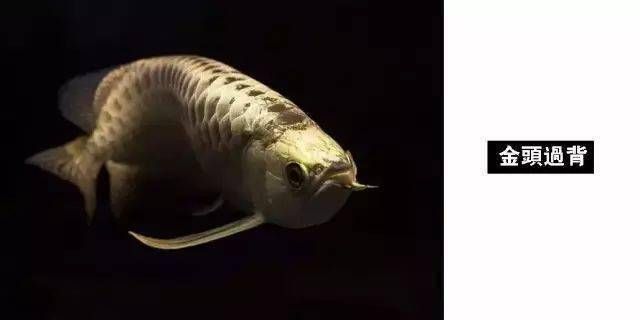 龍魚所有品種名稱大全：目前可獲取的龍魚品種名稱大全