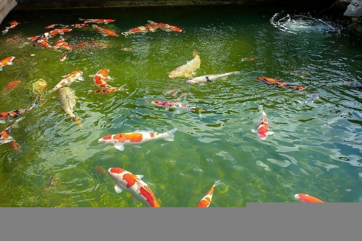 如何判斷龍魚是否患有外細菌性疾病？