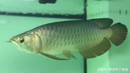 龍魚防掉眼球用什么藥：如何預(yù)防龍魚掉眼