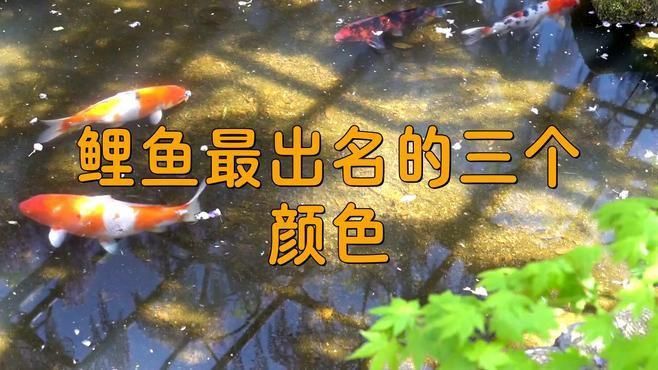 錦鯉紅白和大正的區別