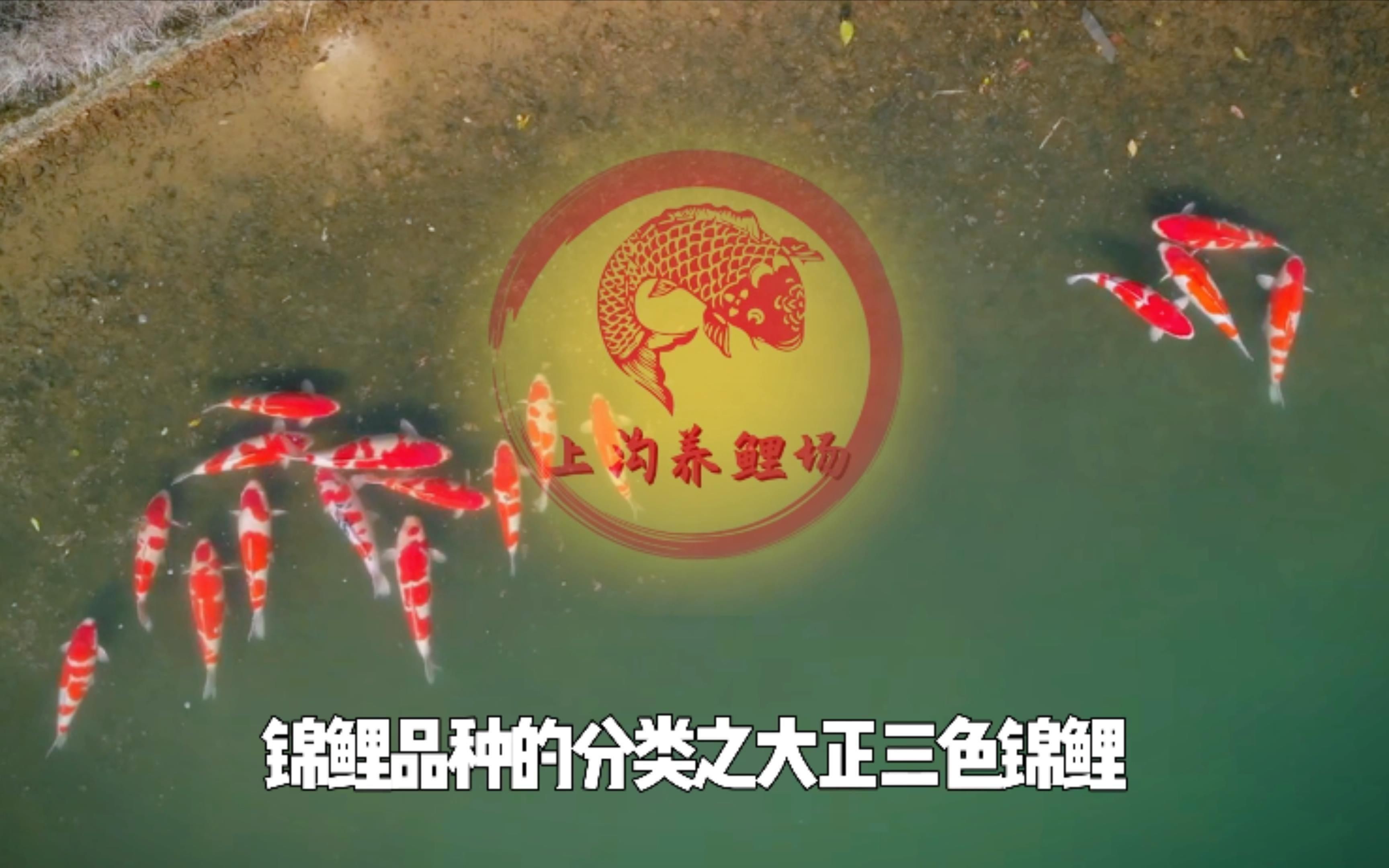 錦鯉紅白和大正的區(qū)別