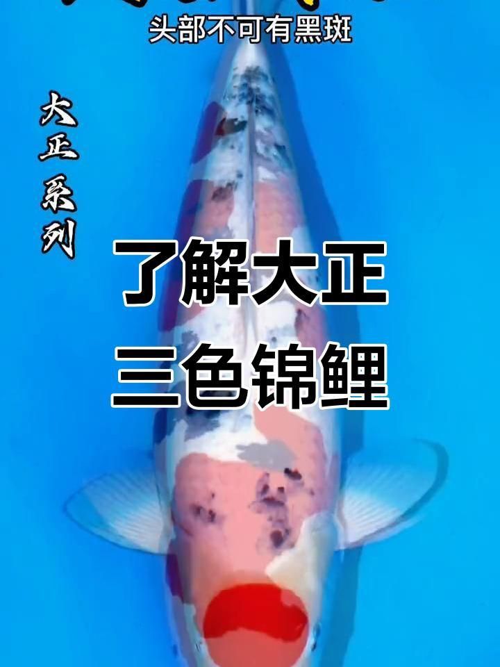 錦鯉紅白和大正的區(qū)別