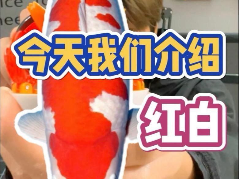 錦鯉紅白和大正的區(qū)別