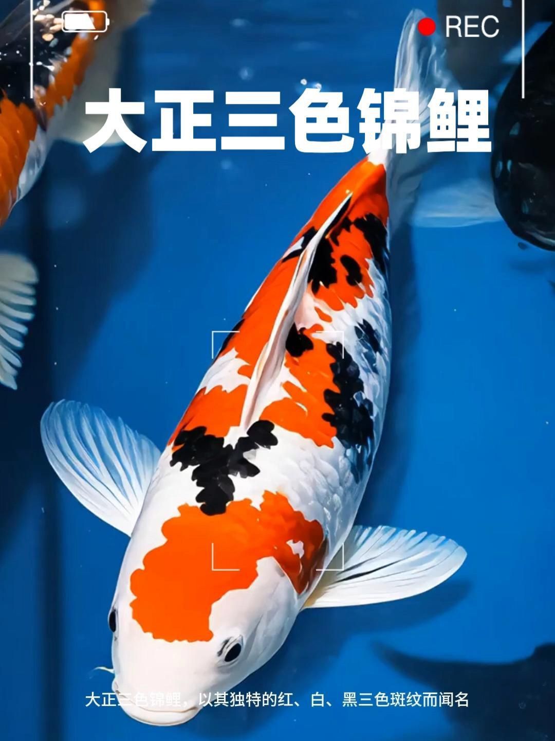 錦鯉紅白和大正的區(qū)別