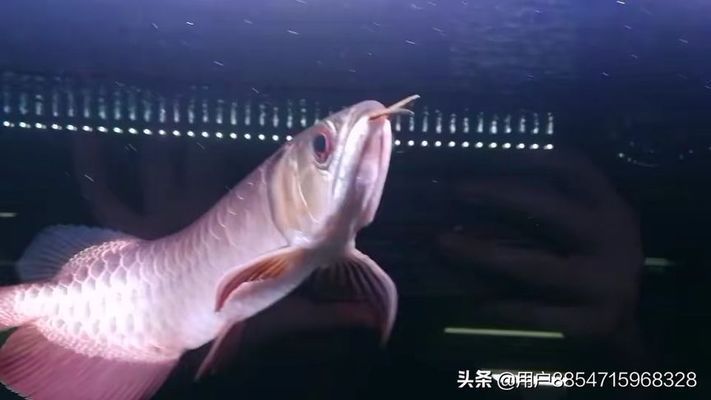 龍魚適合與什么魚混養(yǎng)（適合與龍魚混養(yǎng)的魚類并與之合理混養(yǎng)對水質(zhì)有何要求）