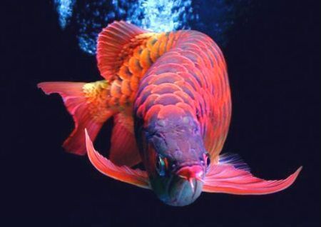 金龍魚的說法（金龍魚在風水學中有什么作用？）
