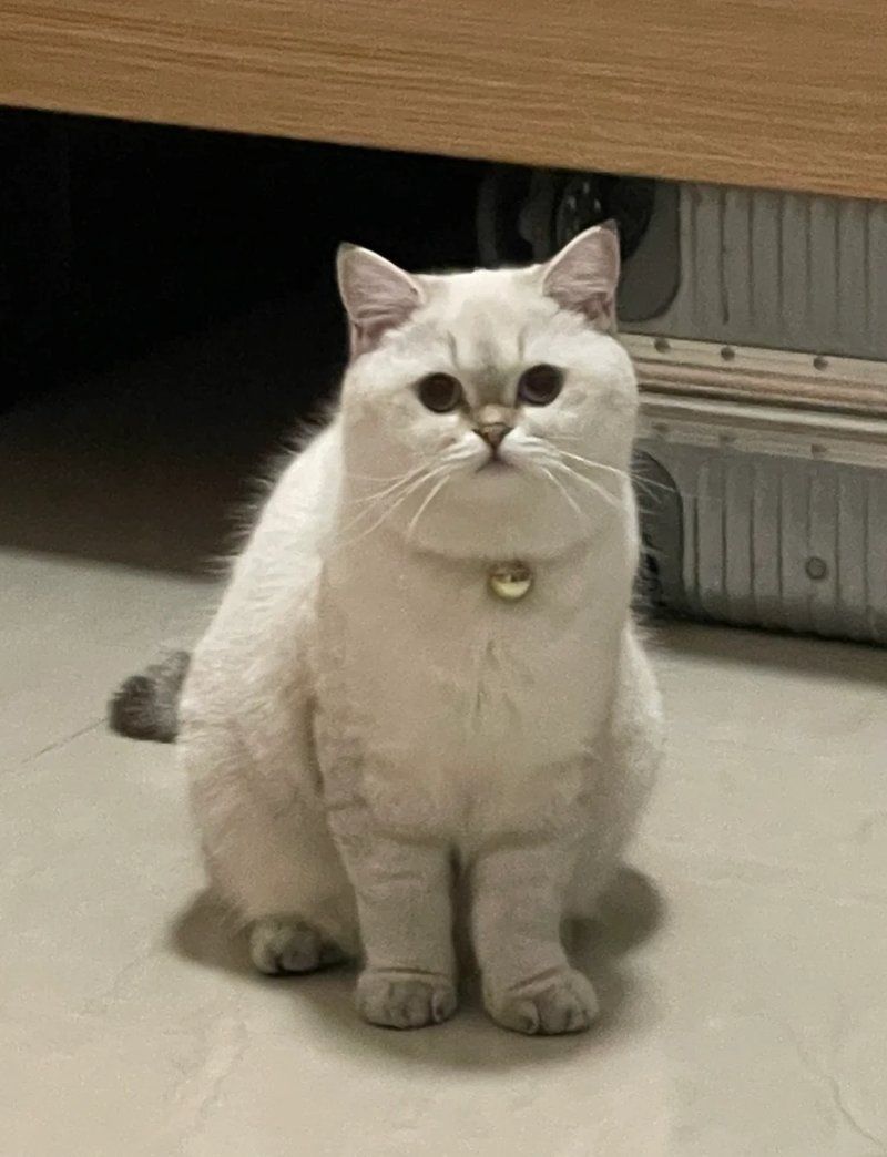 金點貓最旺三個顏色