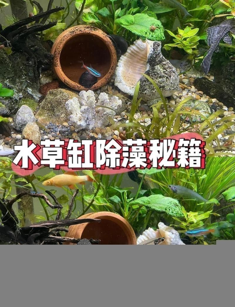 龍魚吐出綠色的黏膜