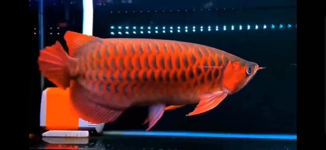 銀龍魚發色過程圖片欣賞