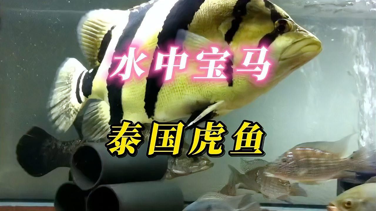 金龍魚(yú)能跟什么魚(yú)一起養(yǎng)