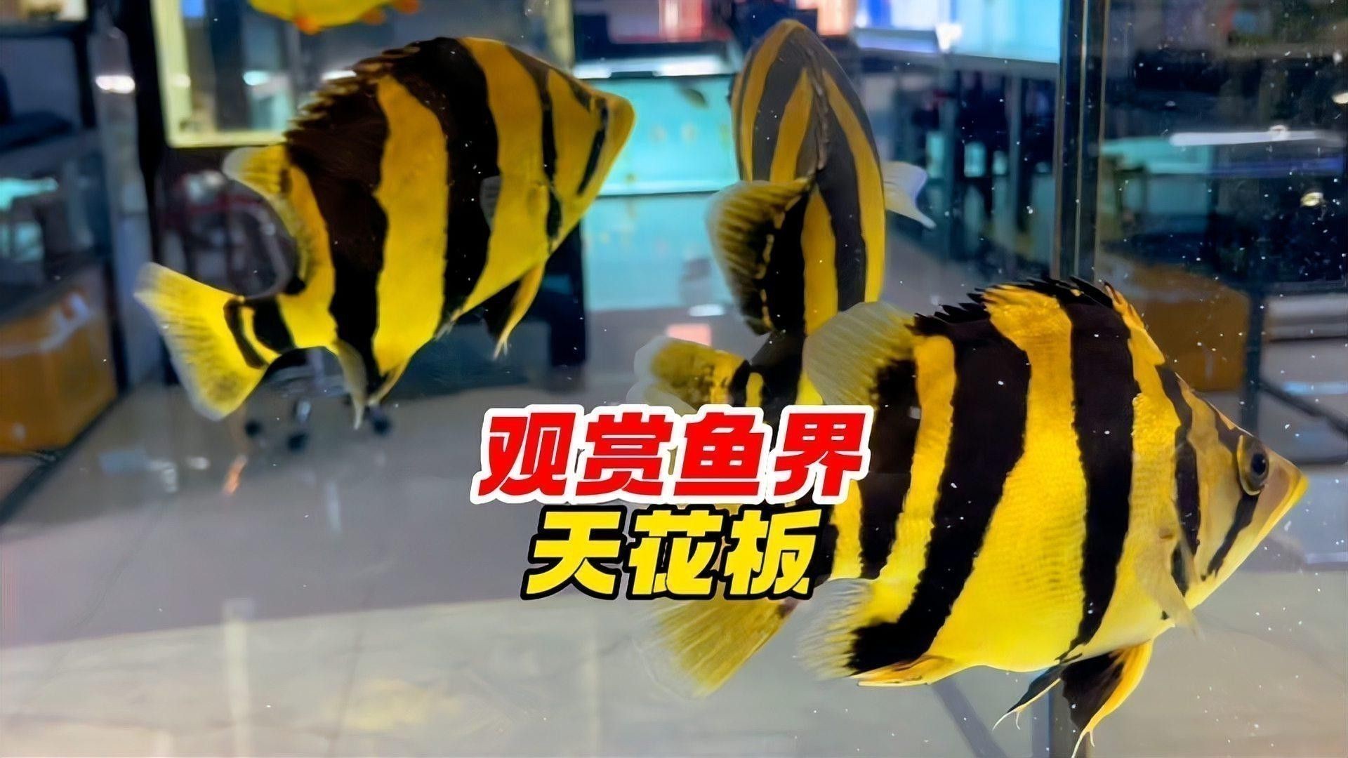 金龍魚(yú)能跟什么魚(yú)一起養(yǎng)