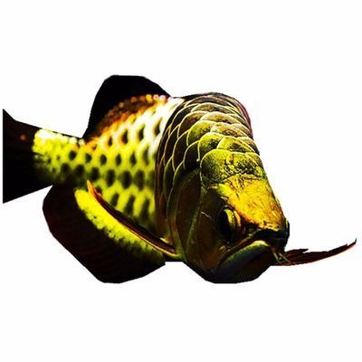 黑底金龍魚微信頭像（黑底金龍魚微信頭像代表什么性格微信頭像圖片大全）