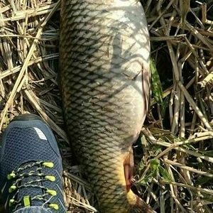 飛龍魚服什么意思：\"飛龍魚服\"是一個成語，它的含義和來源如下