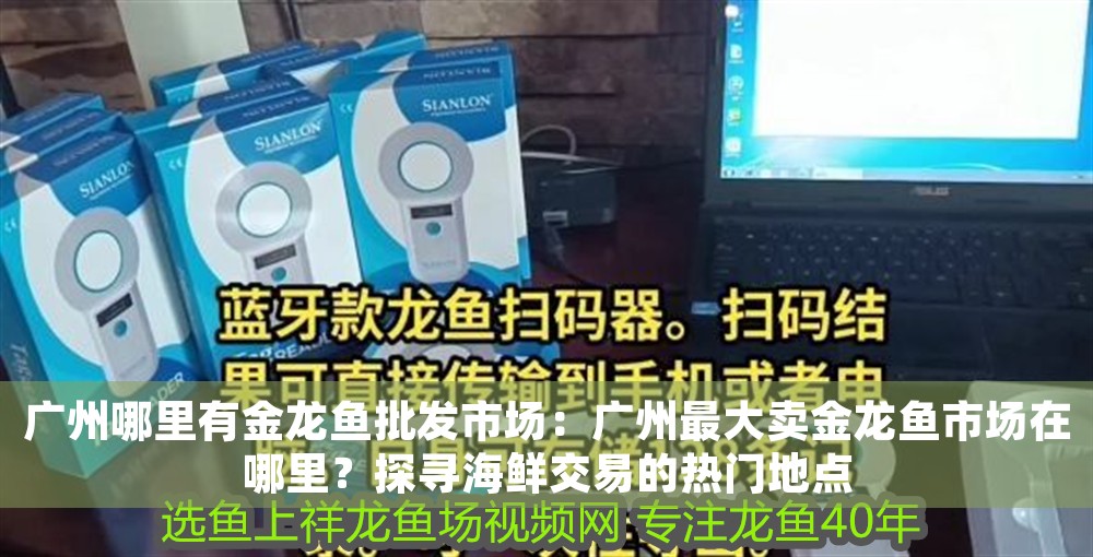 廣州哪里有金龍魚批發市場：廣州最大賣金龍魚市場在哪里？探尋海鮮交易的熱門地點