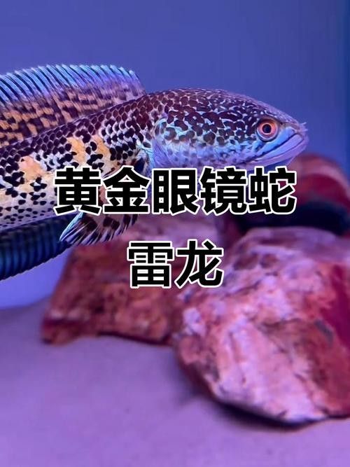 雷龍魚哪個(gè)品種最貴