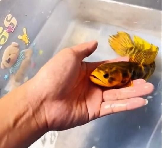 雷龍魚哪個(gè)品種最貴