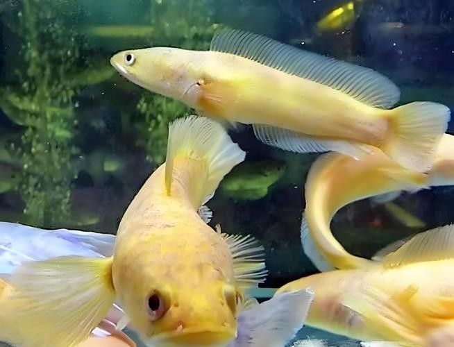 雷龍魚哪個(gè)品種最貴