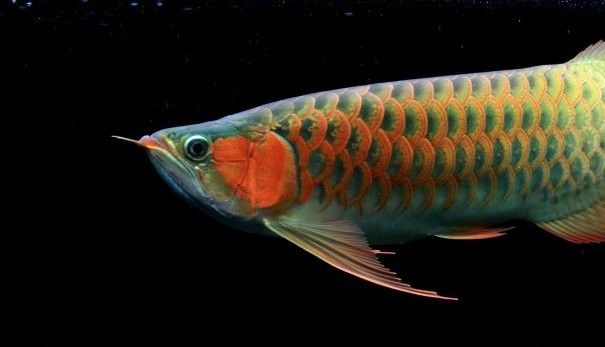 龍魚缸用什么燈是黃色的燈