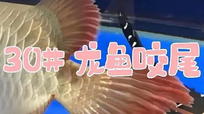 龍魚咬尾后如何治療？