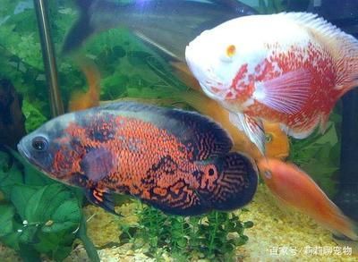 龍魚剪尾手術(shù)視頻大全：龍魚剪尾手術(shù)視頻，操作指南與注意事項(xiàng)