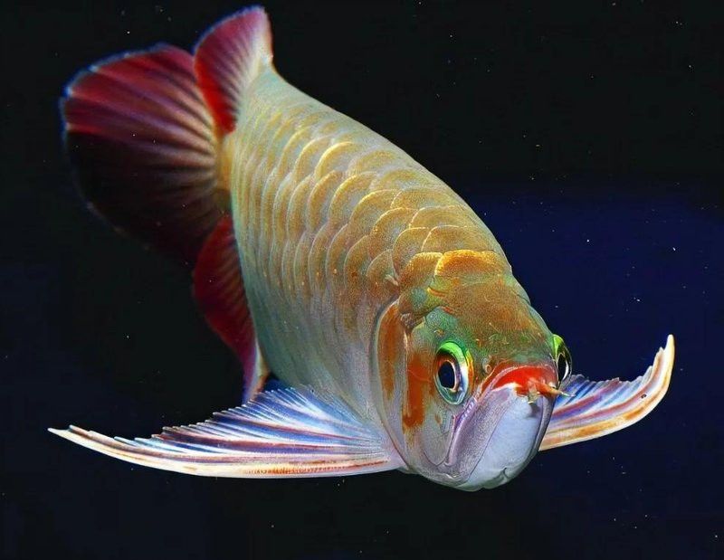 如何預防金龍魚一側凸眼？