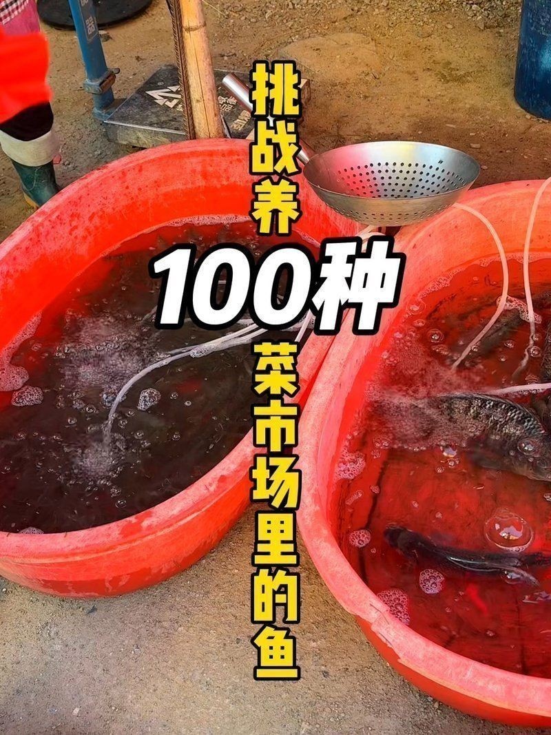 荔枝鳳冠魚多少元一條 荔枝鳳冠魚多少元一條 龍魚百科 第1張