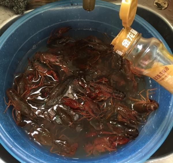 金龍魚吃龍蝦嗎會死嗎：如果金龍魚吃了龍蝦，會死嗎，金龍魚吃龍蝦會死嗎
