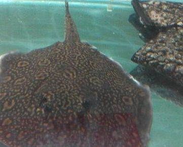 龍魚(yú)拖便是什么原因（龍魚(yú)為什么會(huì)拖便）
