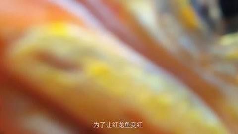 如何處理給紅龍魚喂食的蜈蚣？ 如何處理給紅龍魚喂食的蜈蚣？ 龍魚百科 第4張