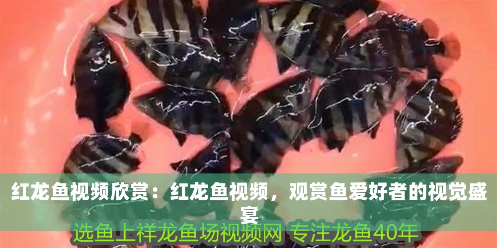 紅龍魚視頻欣賞：紅龍魚視頻，觀賞魚愛好者的視覺盛宴