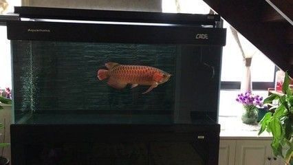 龍魚升溫幾天恢復溫度了：如何判斷龍魚適應新水溫