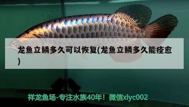 龍魚升溫幾天恢復溫度了：如何判斷龍魚適應新水溫