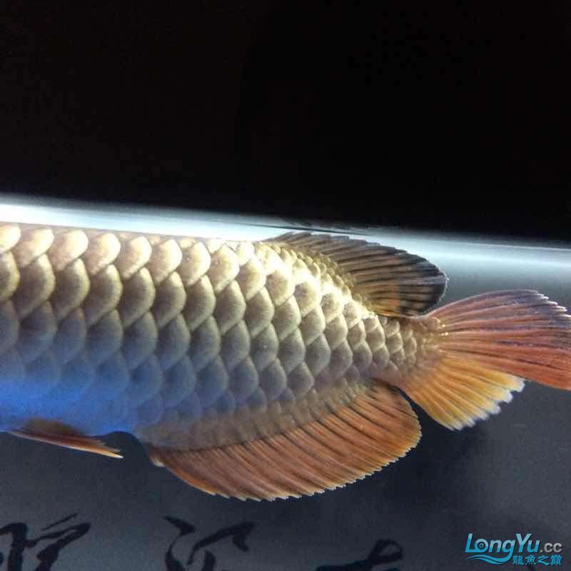 龍魚鰭碎了多久能長好啊：龍魚鰭損傷后的恢復時間