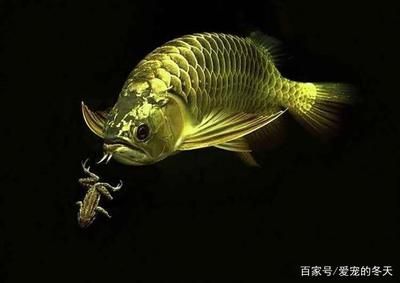 龍魚體形多大定型最好看：龍魚體型多大定型好看