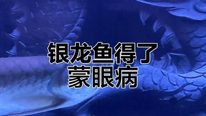 銀龍魚眼睛上有白膜怎么辦