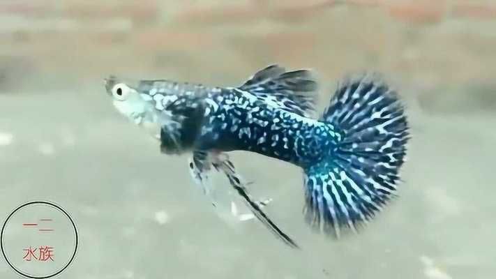 藍龍魚吃孔雀魚嗎（藍龍魚會捕食孔雀魚嗎）