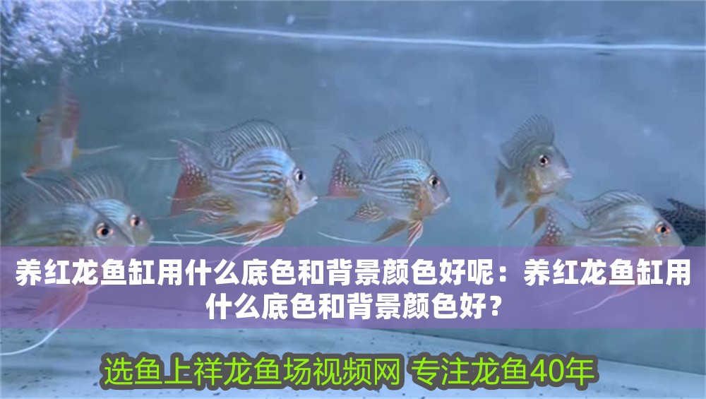 養紅龍魚缸用什么底色和背景顏色好呢：養紅龍魚缸用什么底色和背景顏色好？