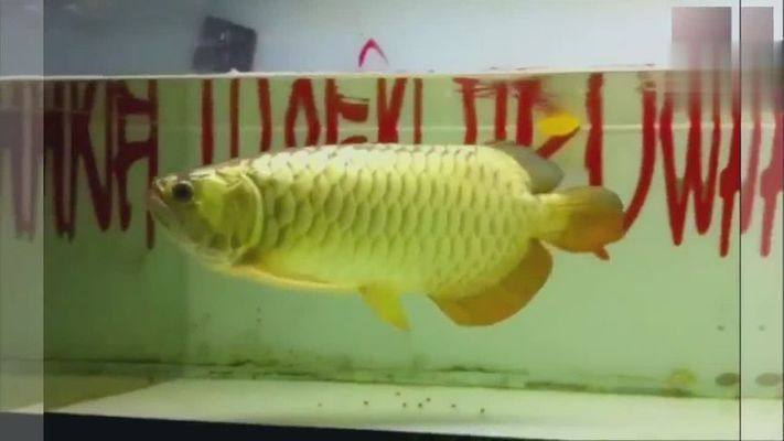 世界上最貴的紅龍魚視頻