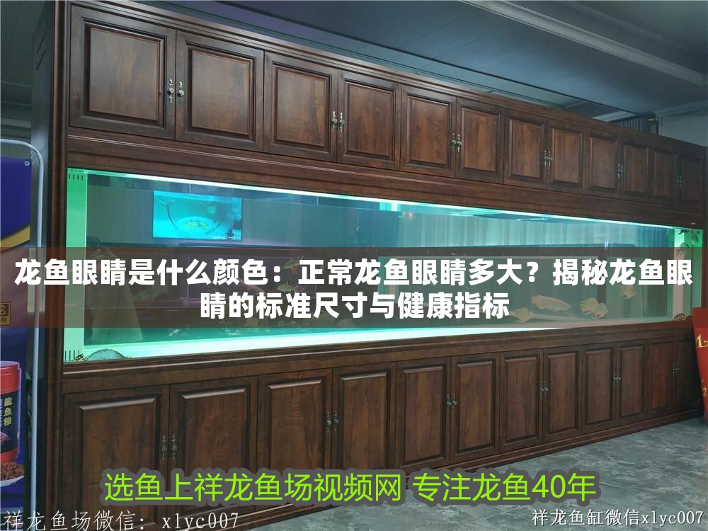 龍魚眼睛是什么顏色：正常龍魚眼睛多大？揭秘龍魚眼睛的標(biāo)準(zhǔn)尺寸與健康指標(biāo)