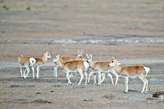 龍魚眼睛是什么顏色：正常龍魚眼睛多大？揭秘龍魚眼睛的標準尺寸與健康指標