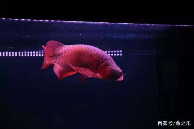 紅龍魚的分類標(biāo)準(zhǔn)，