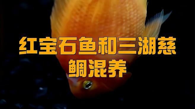 紅寶石魚能和龍魚混養嗎圖片欣賞